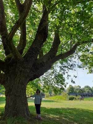 Tree civic quarter